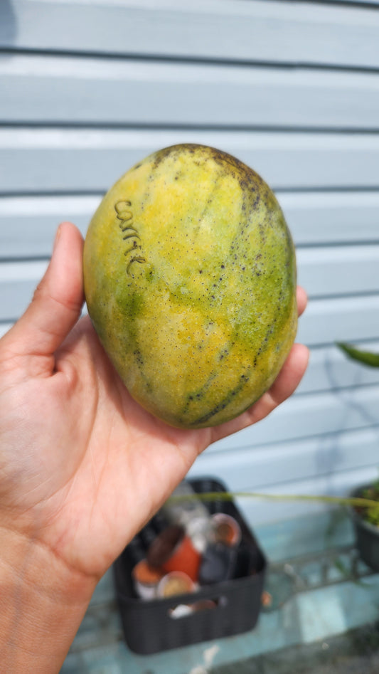 Carrie Mangoes: Exquisite Dragon Eggs of the Mango World