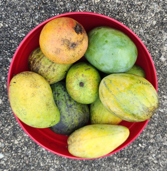 Phoenix Mangoes: Resilient Dragon Eggs of Florida