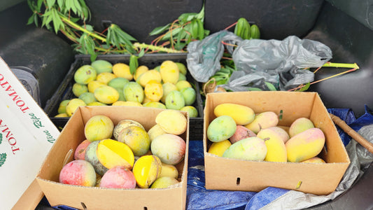 Florigon Mangoes: Guardian Dragon Eggs of the Sunshine State