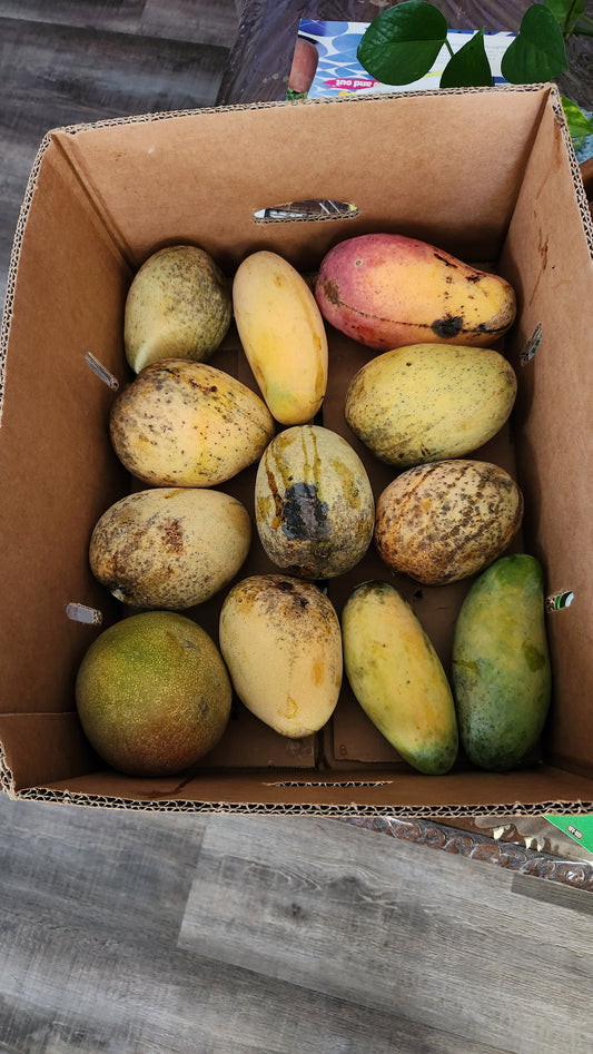 Rosigold Mangoes: Early Dragon Eggs of Spring