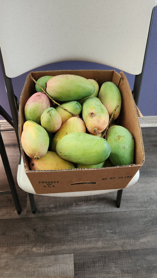 Cogshall Mangoes: Compact Dragon Eggs of Florida