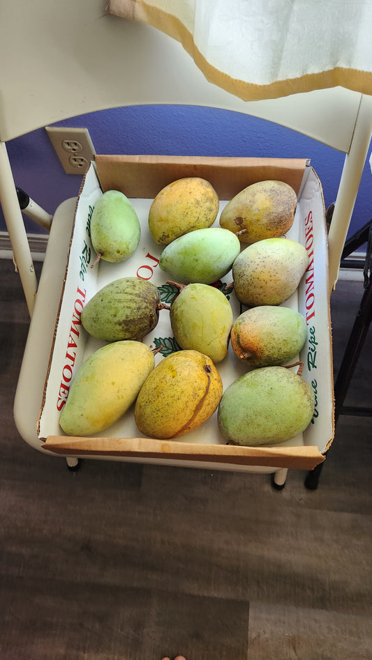 Pim Seng Mun Mangoes: Pineapple Dragon Eggs of Southeast Asia