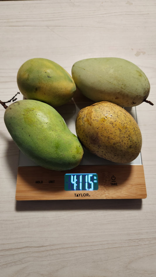 Madame Francis Mangoes: Haitian Dragon Eggs of the Caribbean