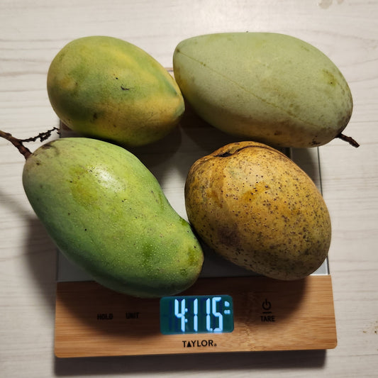 Pickering Mangoes: Petite Dragon Eggs of Miami