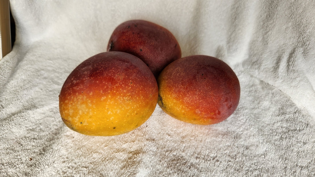 Three Haden mangoes