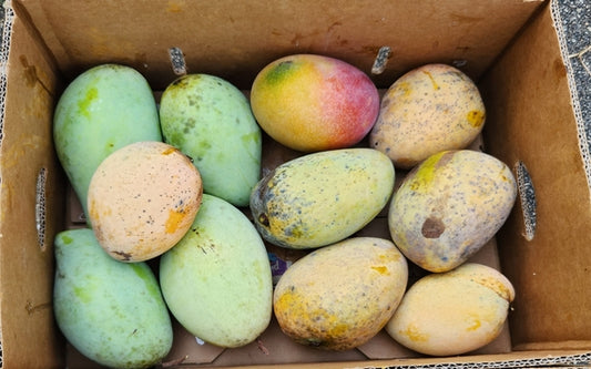 Cultivating Sunshine: The Art and Science of Mango Farming in Florida