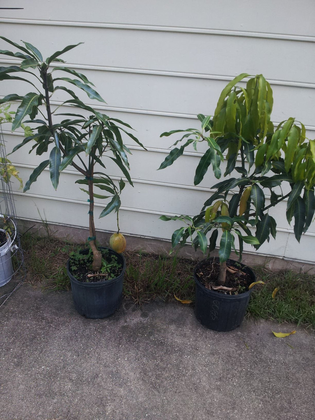 grafted mango trees with hanging fruit in 3 gallon pots