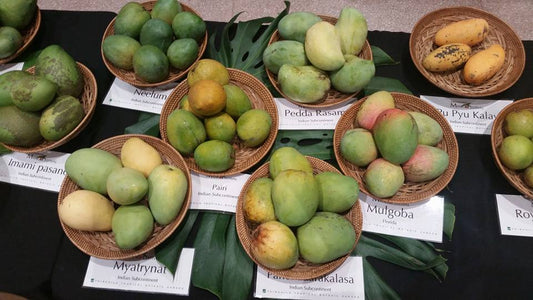 Bowls of Different Varieties of Mangos for the Mango Auction at Fairchild Tropical Botanical Gardens