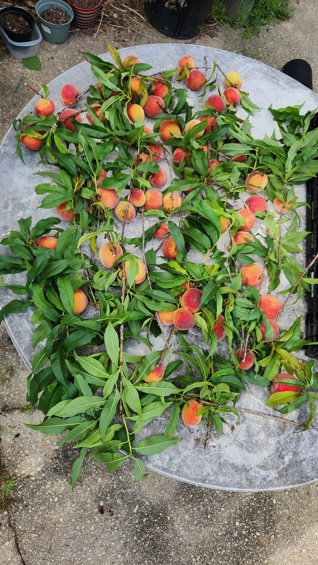 Florida prince peaches freshly harvested laying on a table