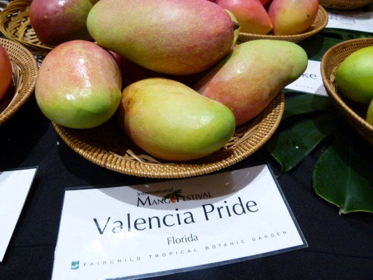 Valencia Pride Mangoes: Majestic Dragon Eggs of the Orchard