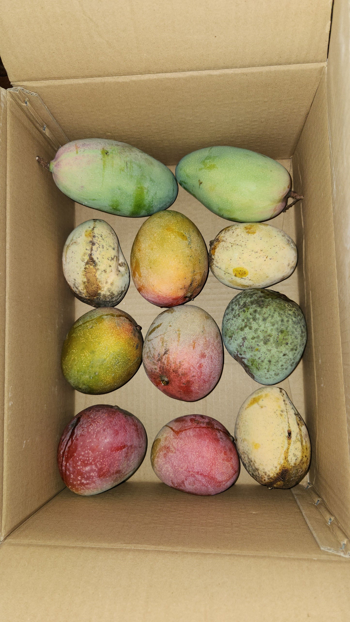 *PRE-ORDER* Large Mango Box - Mixed Varieties