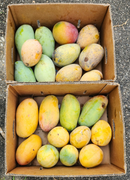 Beautiful dragon eggs boxed up for pick-up