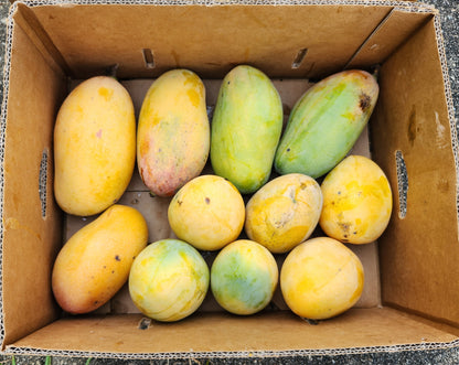 *PRE-ORDER* Large Mango Box - Mixed Varieties