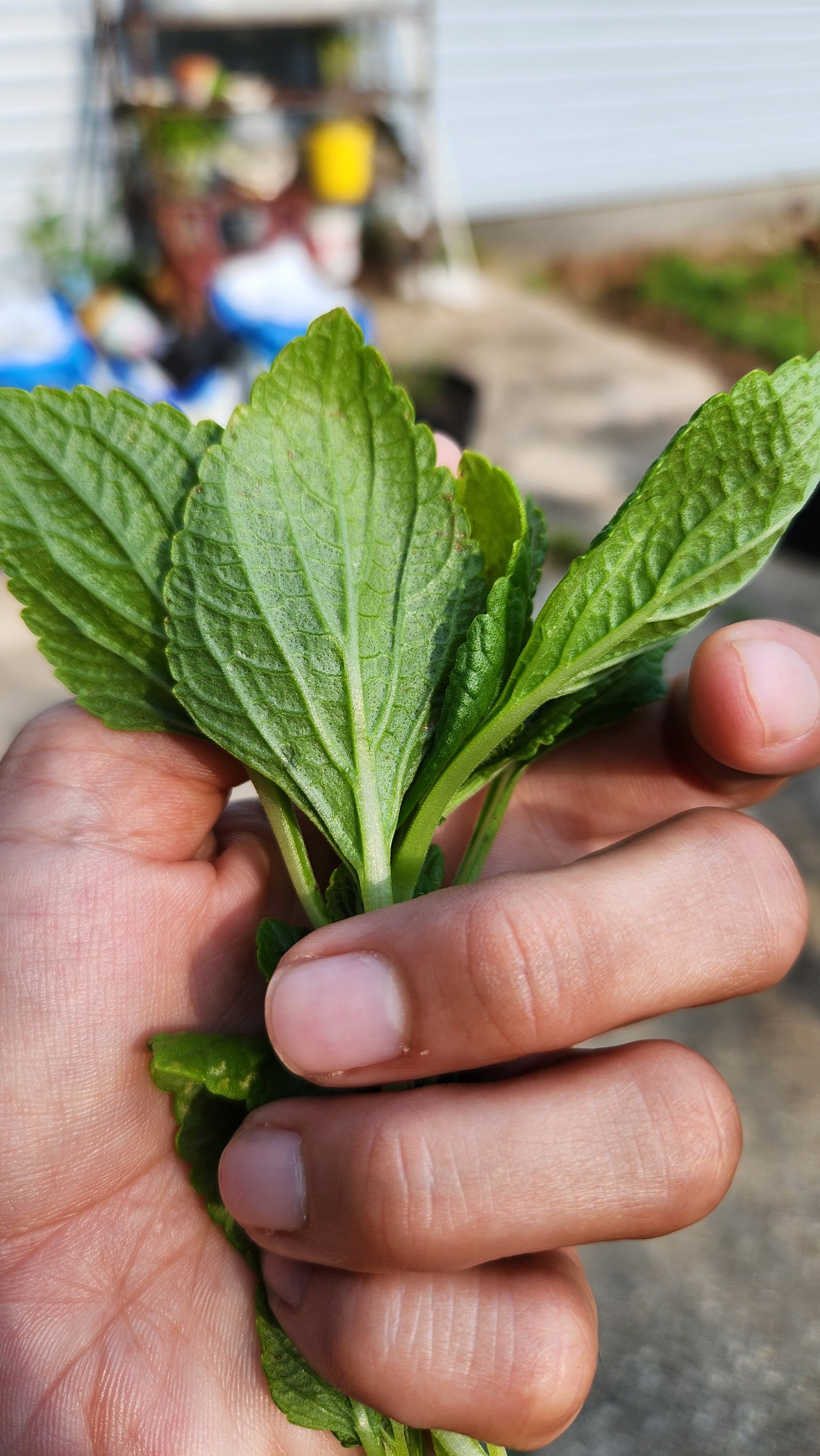 African Potato Mint Cuttings. Unrooted. Permaculture Groundcover