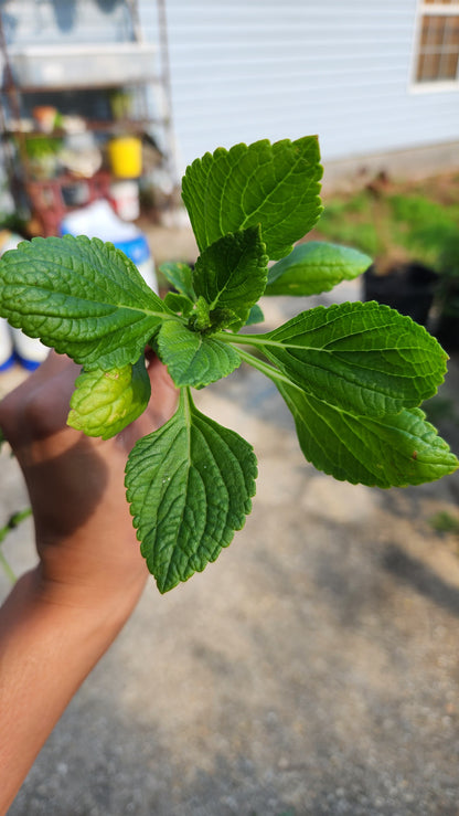 African Potato Mint Cuttings. Unrooted. Permaculture Groundcover