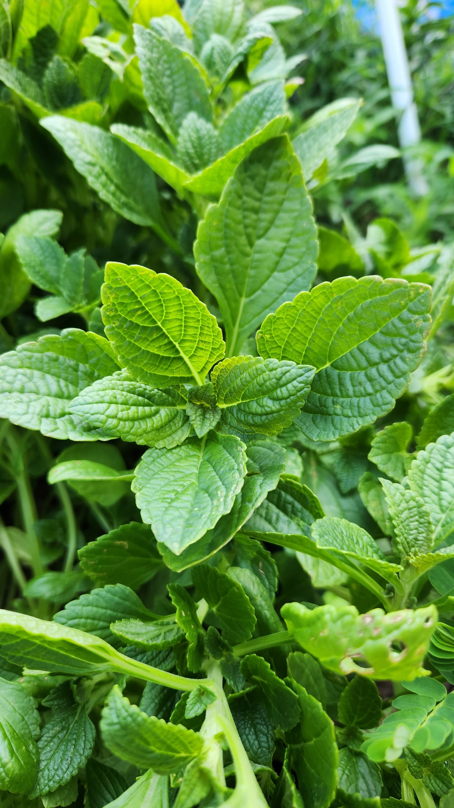 African Potato Mint Cuttings. Unrooted. Permaculture Groundcover