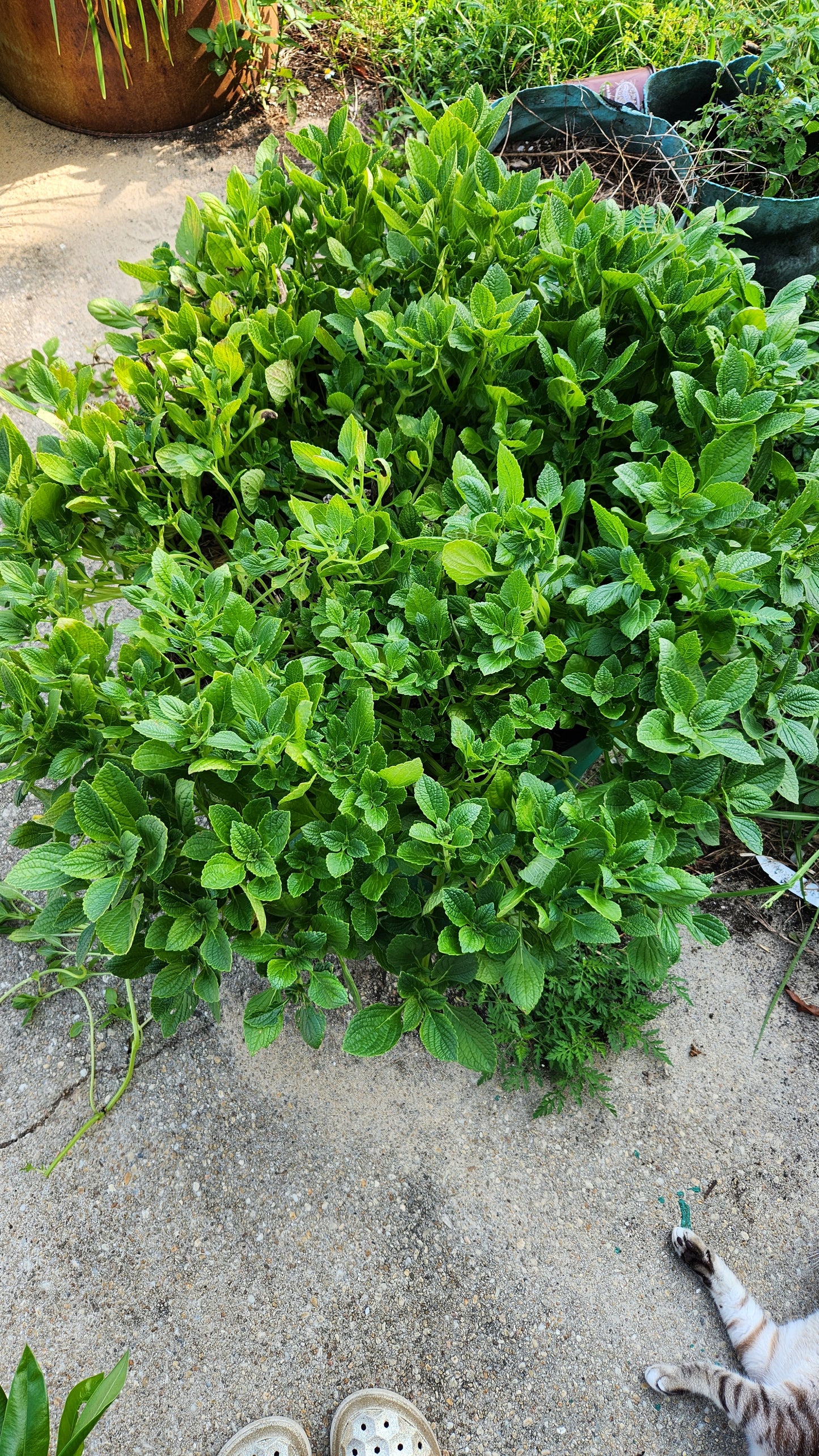 African Potato Mint Cuttings. Unrooted. Permaculture Groundcover