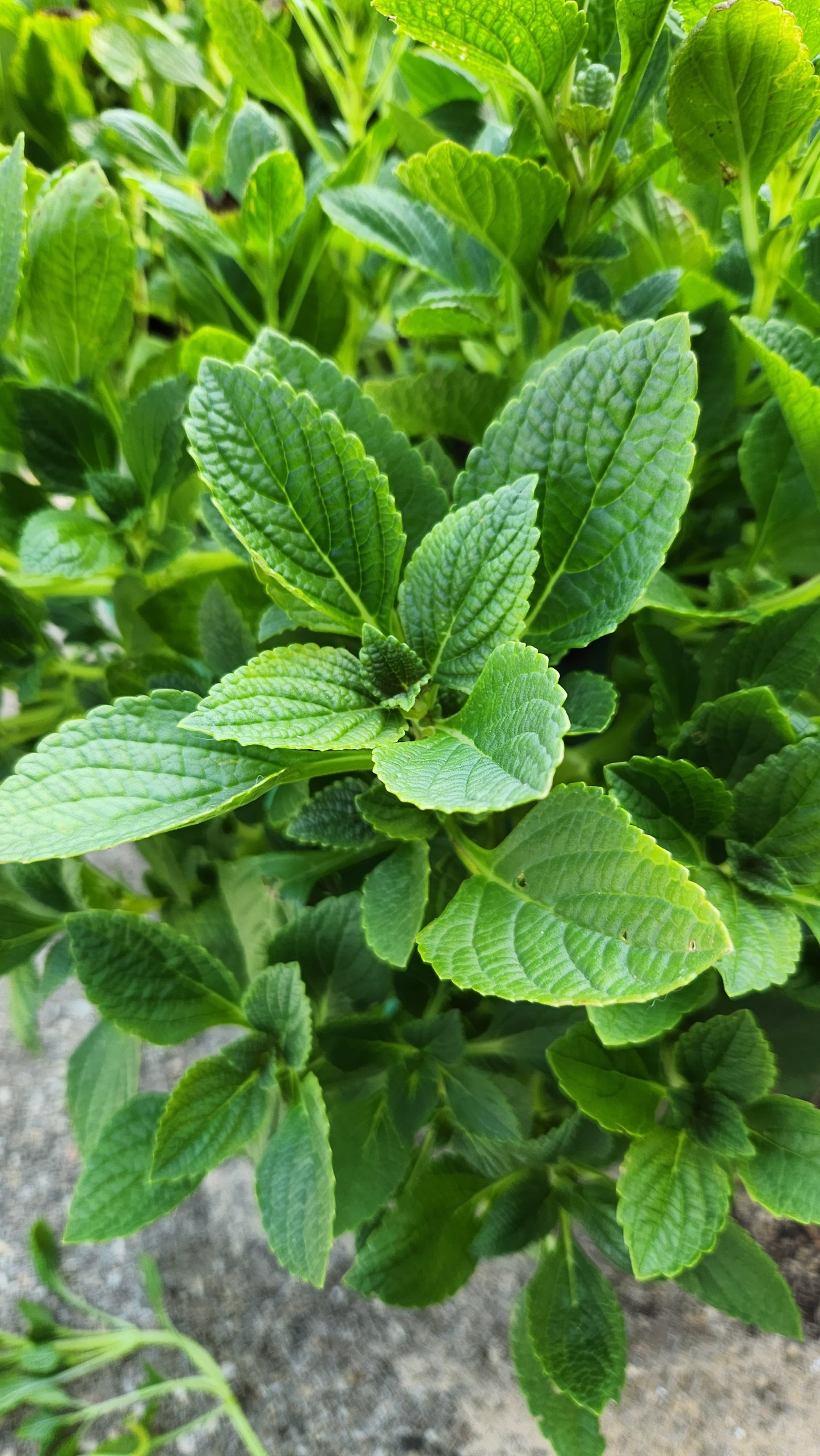 African Potato Mint Cuttings. Unrooted. Permaculture Groundcover