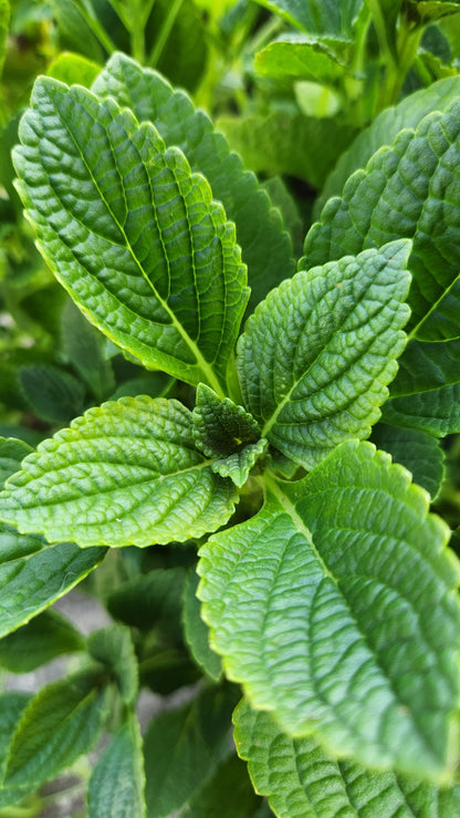 African Potato Mint Cuttings. Unrooted. Permaculture Groundcover