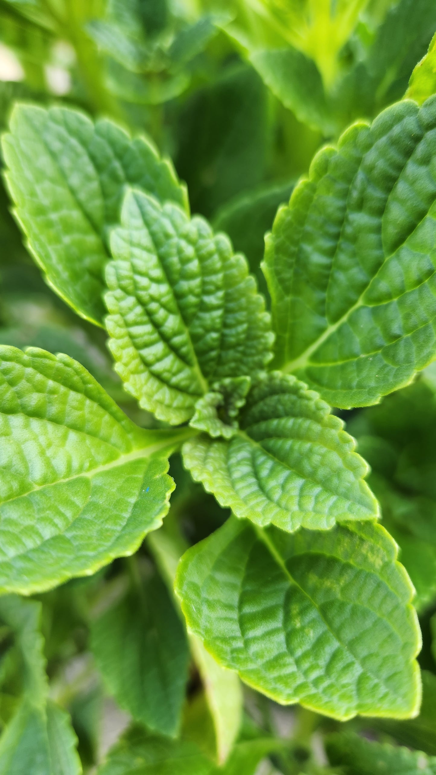 African Potato Mint Cuttings. Unrooted. Permaculture Groundcover