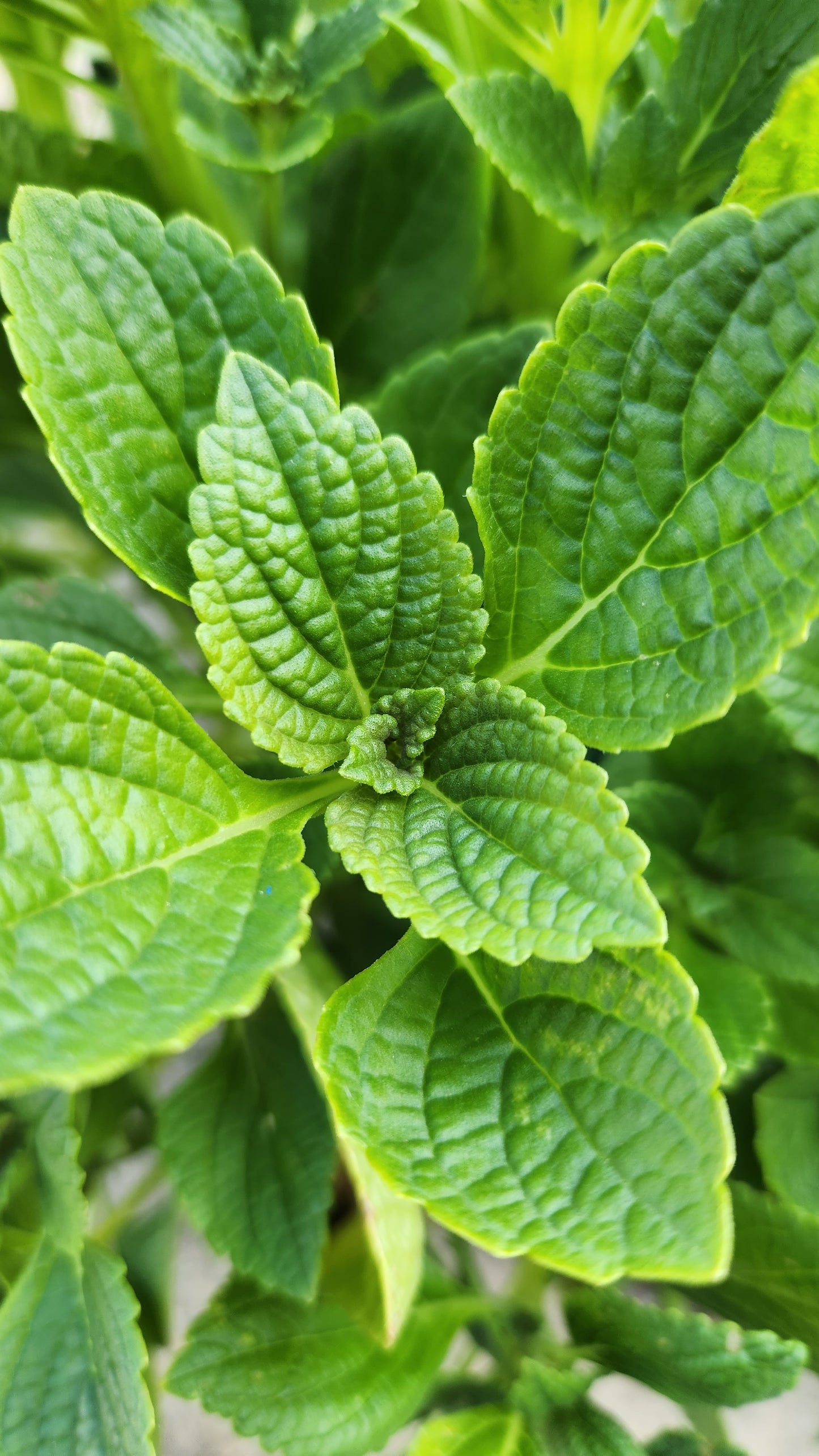 African Potato Mint Cuttings. Unrooted. Permaculture Groundcover