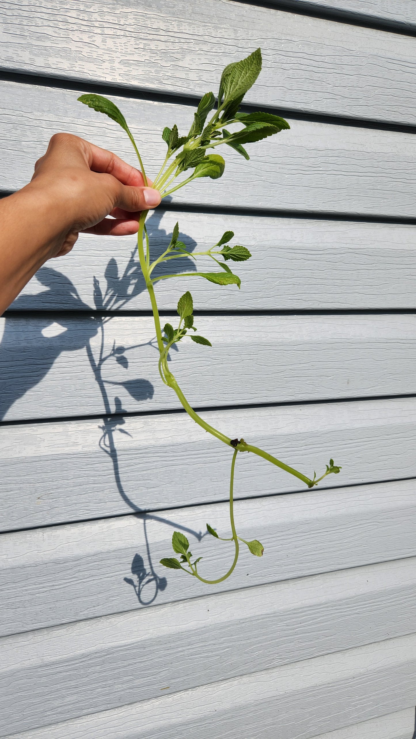 African Potato Mint Cuttings. Unrooted. Permaculture Groundcover