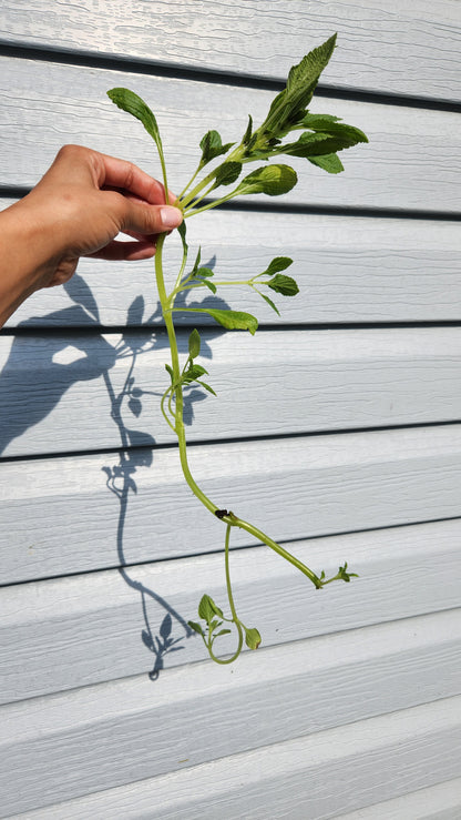 African Potato Mint Cuttings. Unrooted. Permaculture Groundcover