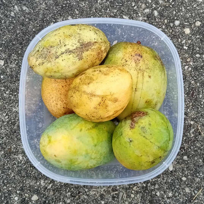 6 varieties of mango in one bowl