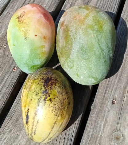 Three beautiful Fresh from Florida Mangoes