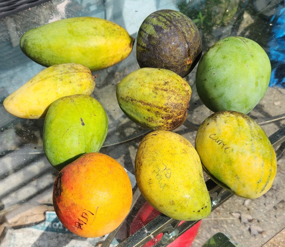 9 varieties of mangoes displayed on a glass table