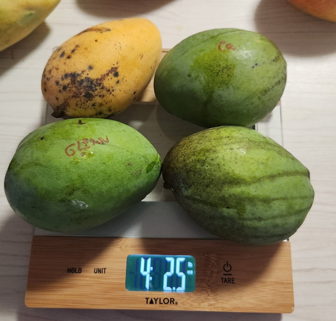 Four mangoes on a scale that weigh a little over 4 pounds