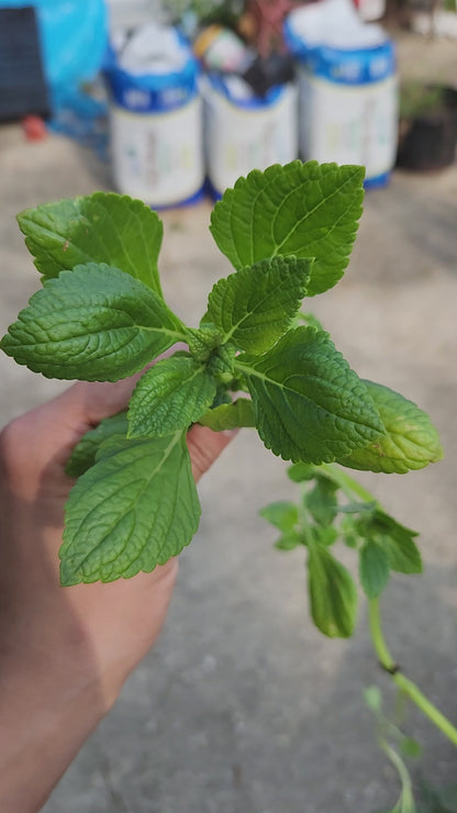 African Potato Mint Cuttings. Unrooted. Permaculture Groundcover